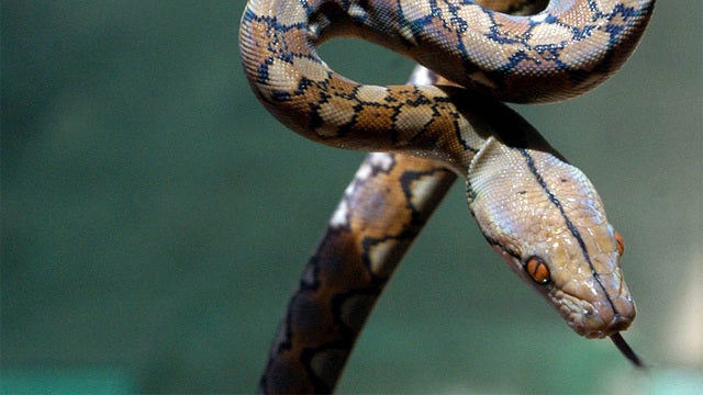 Venomous snakes escape van after rollover in Texas