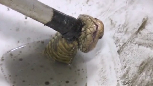 Cobra comes up through toilet