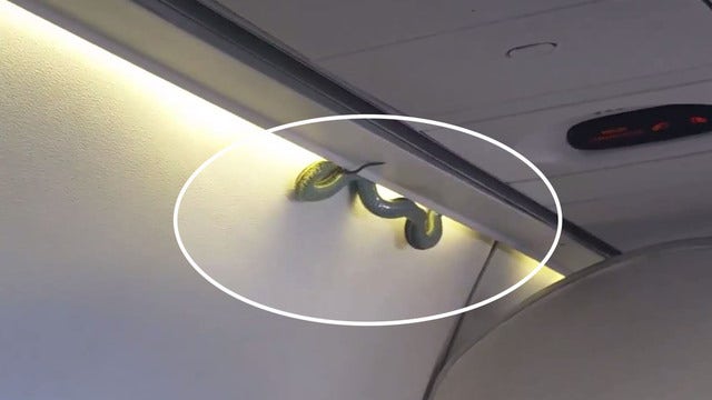 TERRIFYING: Venomous snake drops from overhead bin mid-flight