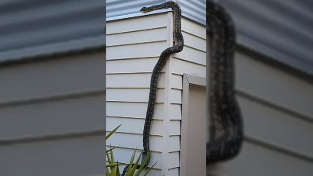 Large python slithers up the side of an Australian home