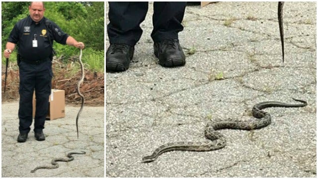 Police remove slithering suspects from Acworth neighborhood