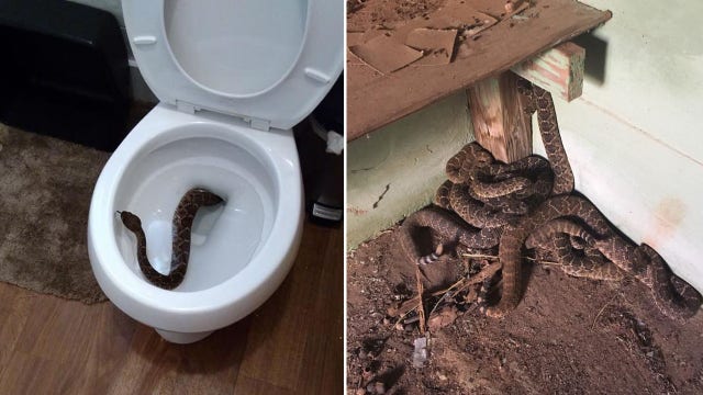 Family finds rattlesnake in toilet, but that's not all