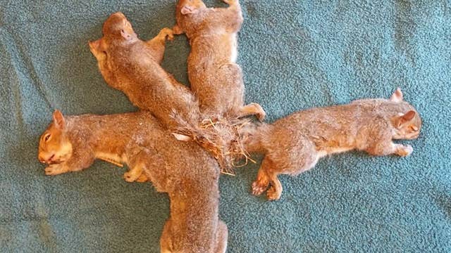 Veterinarians save Wisconsin squirrel siblings with entangled tails