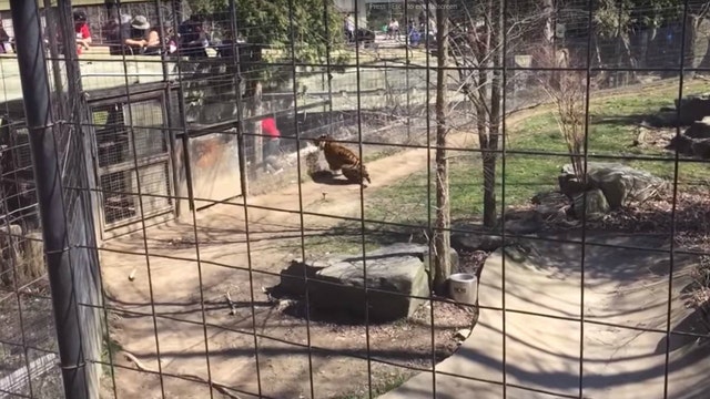'Worst idea ever': Woman jumps into tiger pen