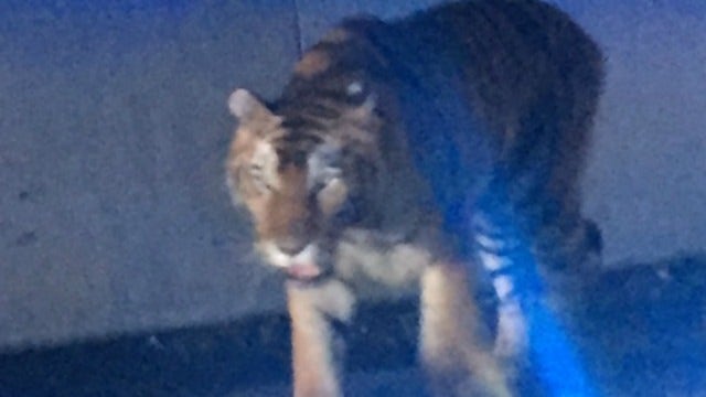 Police identify contractor responsible for escaped tiger in Henry County