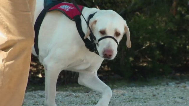 CARE FORCE: Veterans for Paws