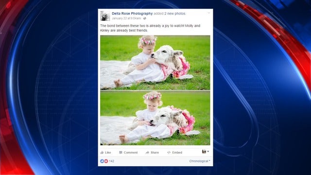 Cow calf forms inseparable bond with family, toddler