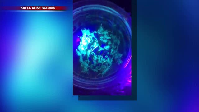 Woman claims there are scorpions all over her apartment