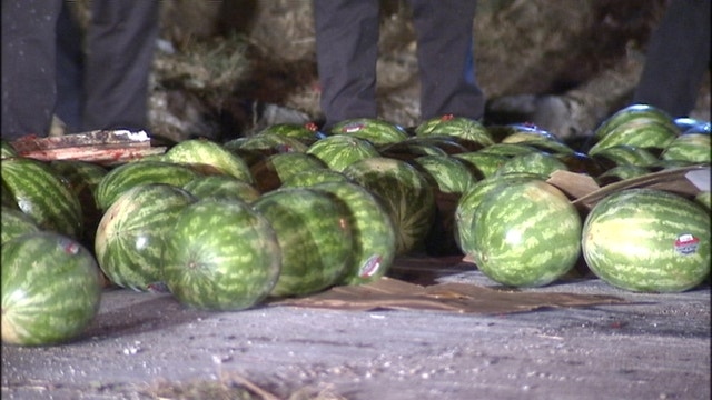 Sweet tooth: Florida alligator caught swiping watermelon