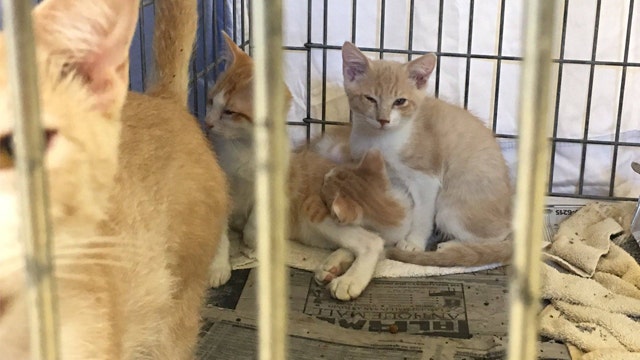 Williamson County Regional Animal Shelter "barks in the Mew Year" with free adoptions