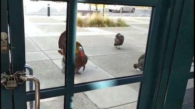 Group of wild turkeys becomes nuisance at John Muir Health clinic