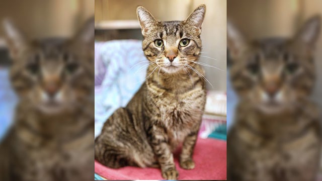 Abused cat returned to owner charged with abusing it after emergency leg amputation