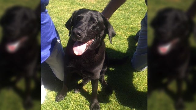 Labrador dog named Lucy saves man from sex conviction