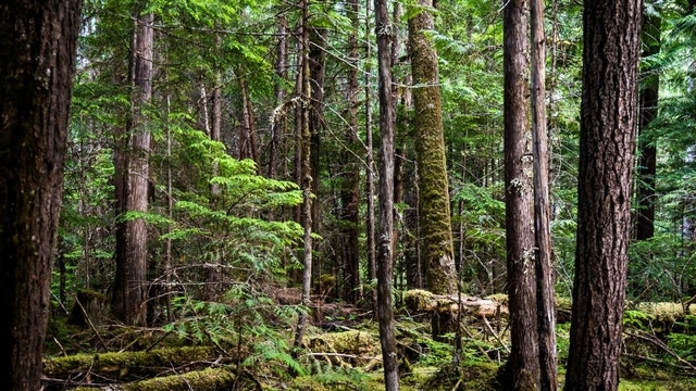 British man hides in the woods for 10 years to escape wife's nagging