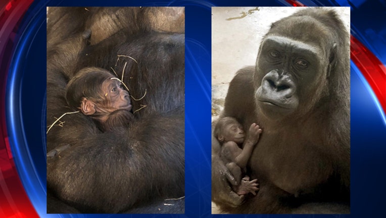 Dallas zoo baby gorilla-409650