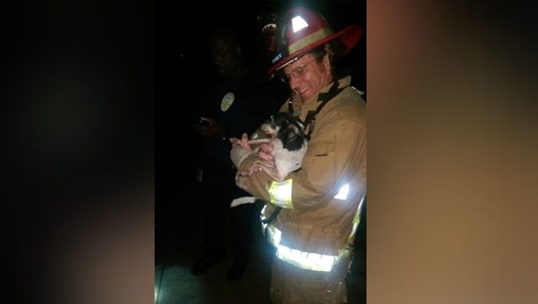 89dad264-AFD finds dog_1487630992215.jpg