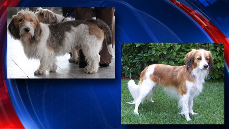 American Kennel Club adds 2 breeds to roster_1515618058094.jpg.jpg