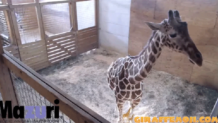 April-the-Giraffe_1488200607637.gif