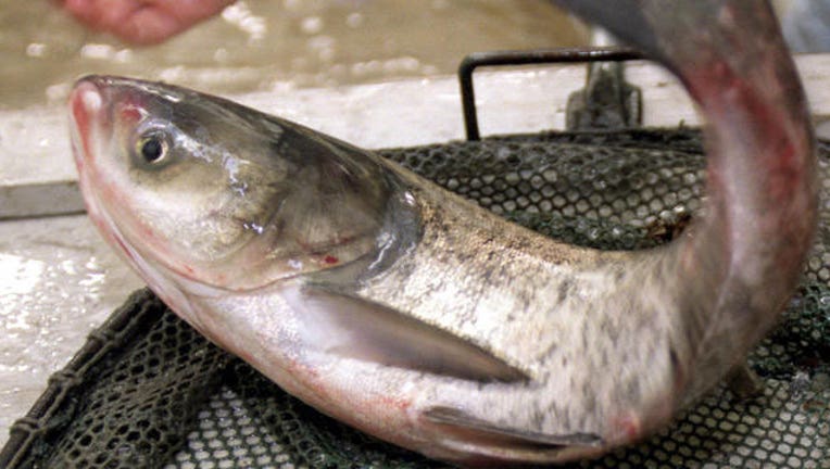 Asian-Carp_1462995929863.jpg