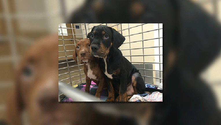 Austin-Animal-Center_1458435542715.gif