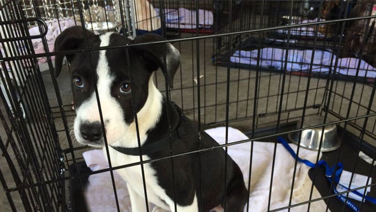 Black FURday: Austin Animal Center waiving adoption fees