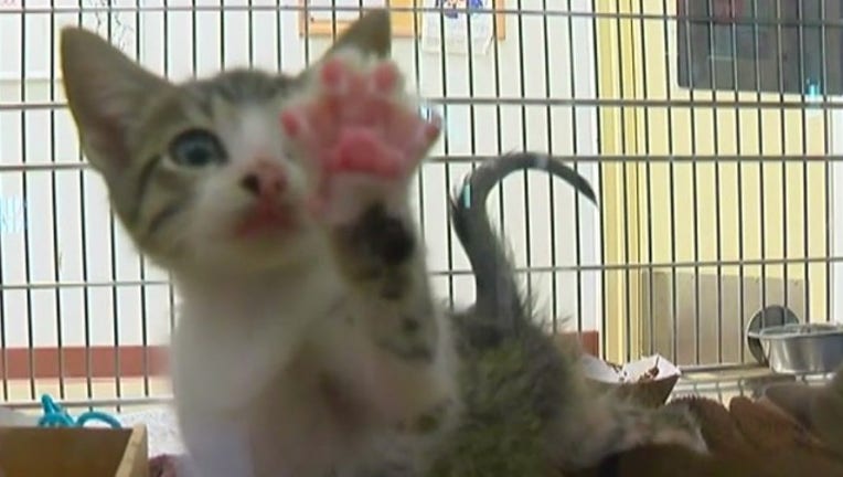 Austin_Animal_Center_filled_to_capacity_1_20160522225202