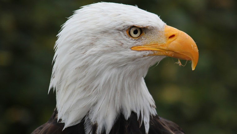 Bald Eagle_1499804698870-401720.jpg