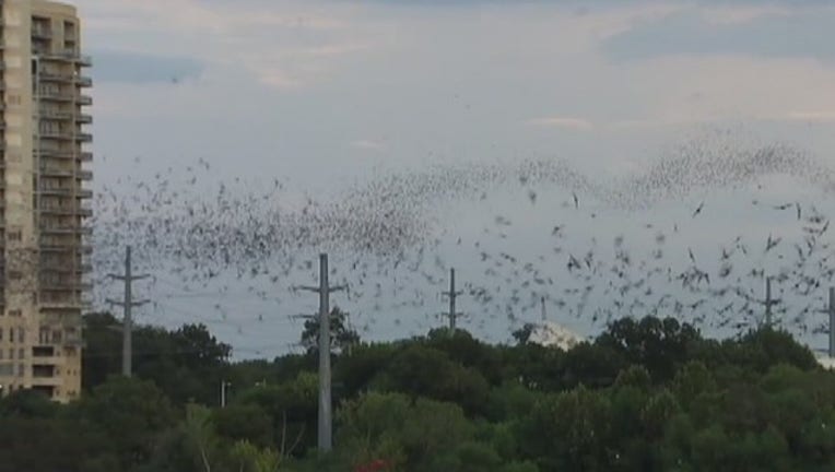 c738ed67-Bats_in_Central_Texas_0_20180406203039