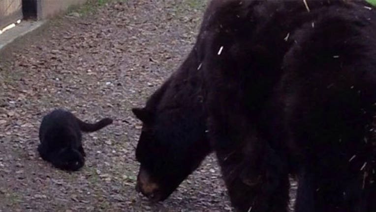 Bear-and-cat-friendship_1467406981086.jpg