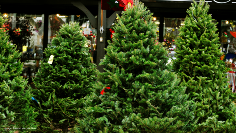 Christmas trees in tree lot-404023