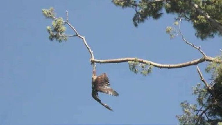 Eagle-rescued_1467575914996.jpg