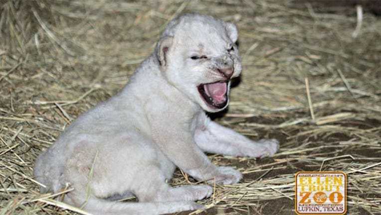 Ellen-Trout-Zoo-rare-lion-cub_1469131471944.jpg