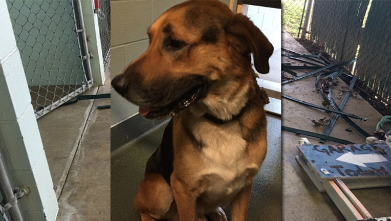 Escaped dog Lucky - San Marcos Animal Shelter_1498077625151.jpg