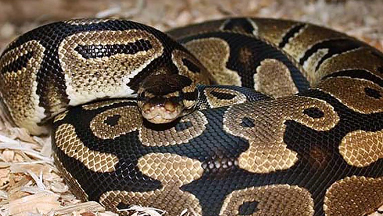 FWC-ball-python_1559083007136-402429.jpg