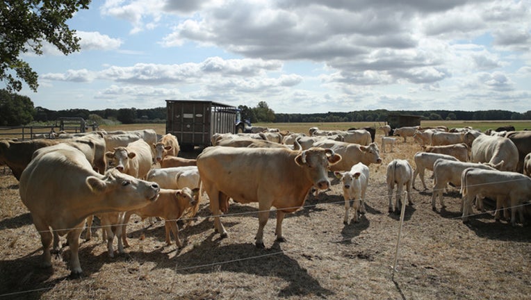 a6bcca33-GETTY Cow 022219-408200