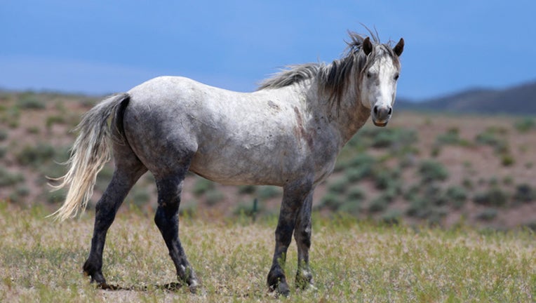 GETTY Wild Horse-401096
