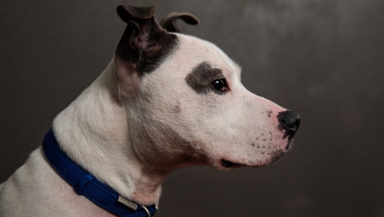 GETTY dog_1547679023641.jpg.jpg