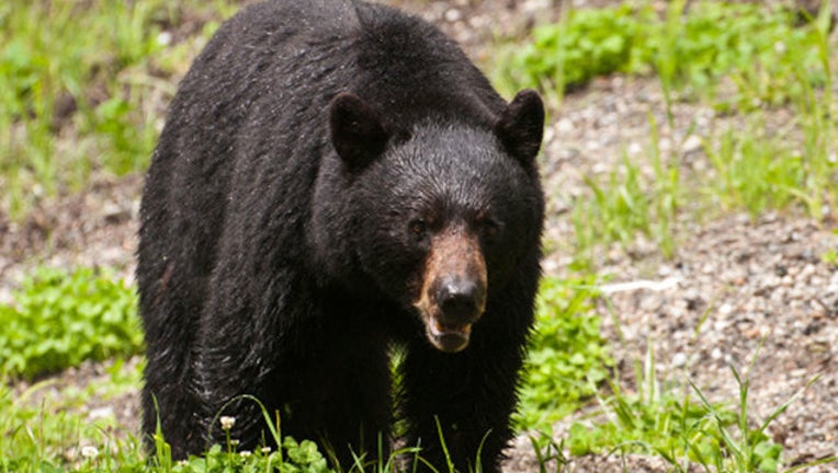 GETTY_BEAR_090418_1536064651292-403440.jpg