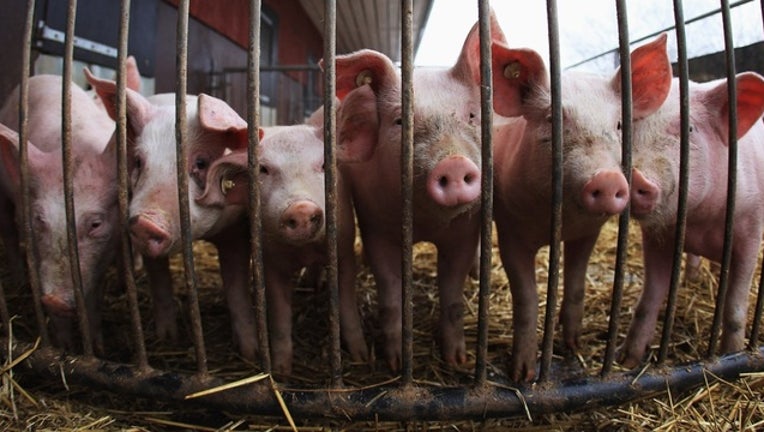 79c78837-GETTY_hog_farm_generic_091518-403440