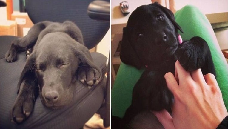 Generic_Puppy_1541202665834-401096.jpg