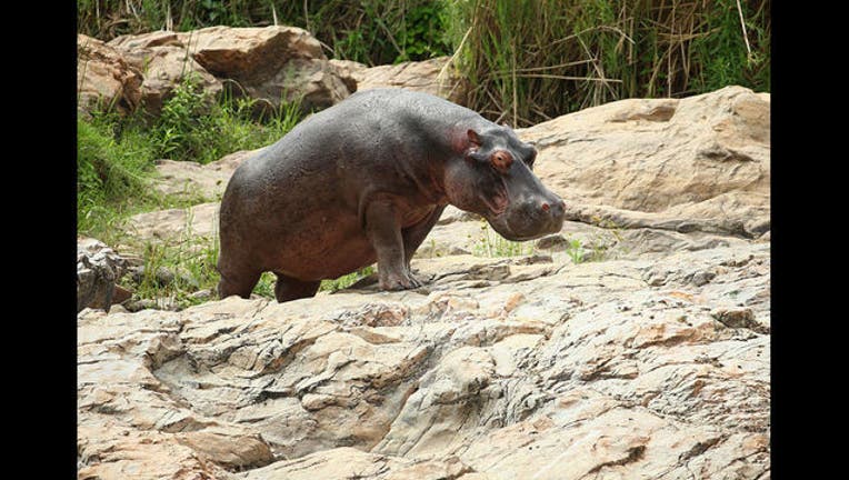 Hippo - GETTY-407068