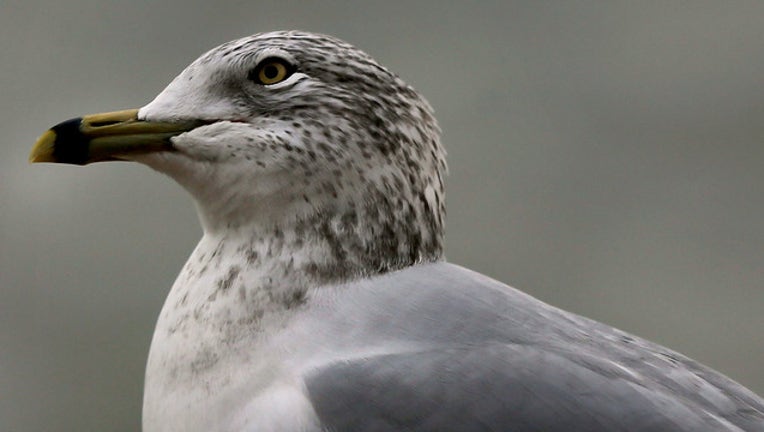 Seagulls (GETTY)-408200