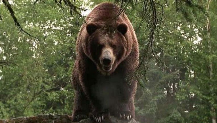 Grizzly-Bear_1467315734804.jpg
