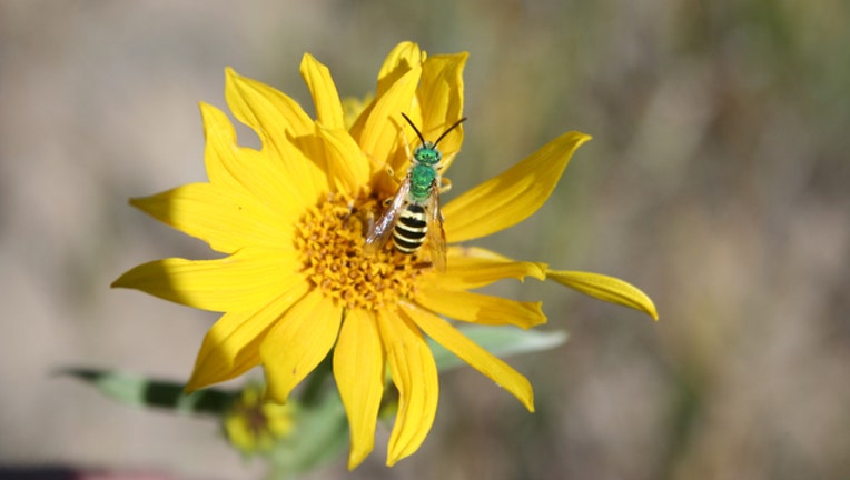 KSAZ Halictidae on flower 040919-408200