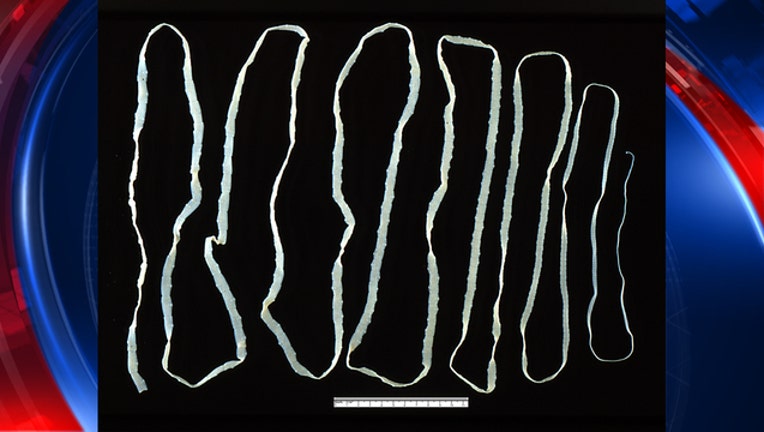 KSAZ Tapeworm 040119-408200