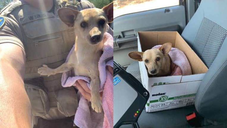 b97b0706-KSAZ dog rescued  by MCSO 061519_1560623423847.jpg-408200.jpg