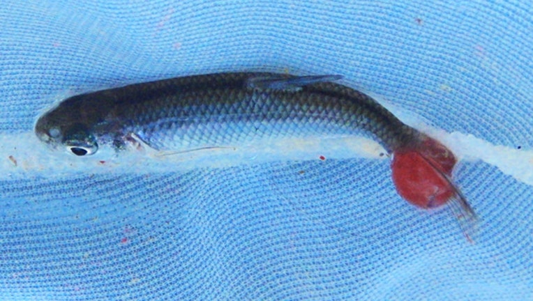 KTBC fish and parasite_1559851257728.jpg.jpg