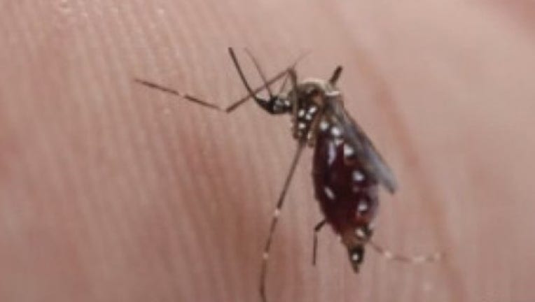 Latest_on_the_Zika_virus_1_20160803140123