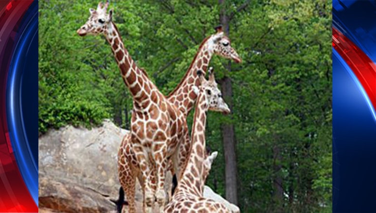 da66192f-NC giraffe_1488939181020-403440.JPG