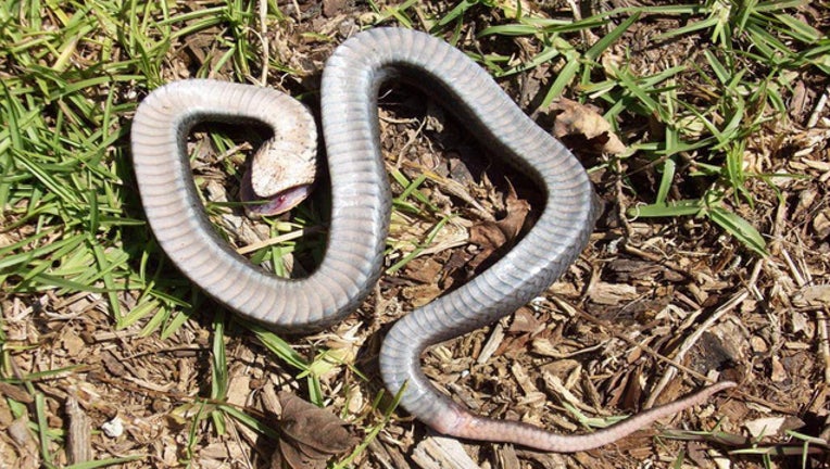 NCSPR hognose snake 061119_1560252179744.jpg-403440.jpg